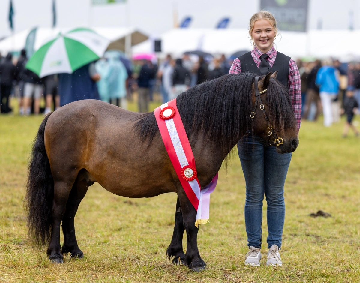 Ribe-skuets bedste hingst var shetlandsponyen Ørnhøj Mull fra Klara og Dres Lund, Egtved. Foto: Henrik Nyvang Kristensen