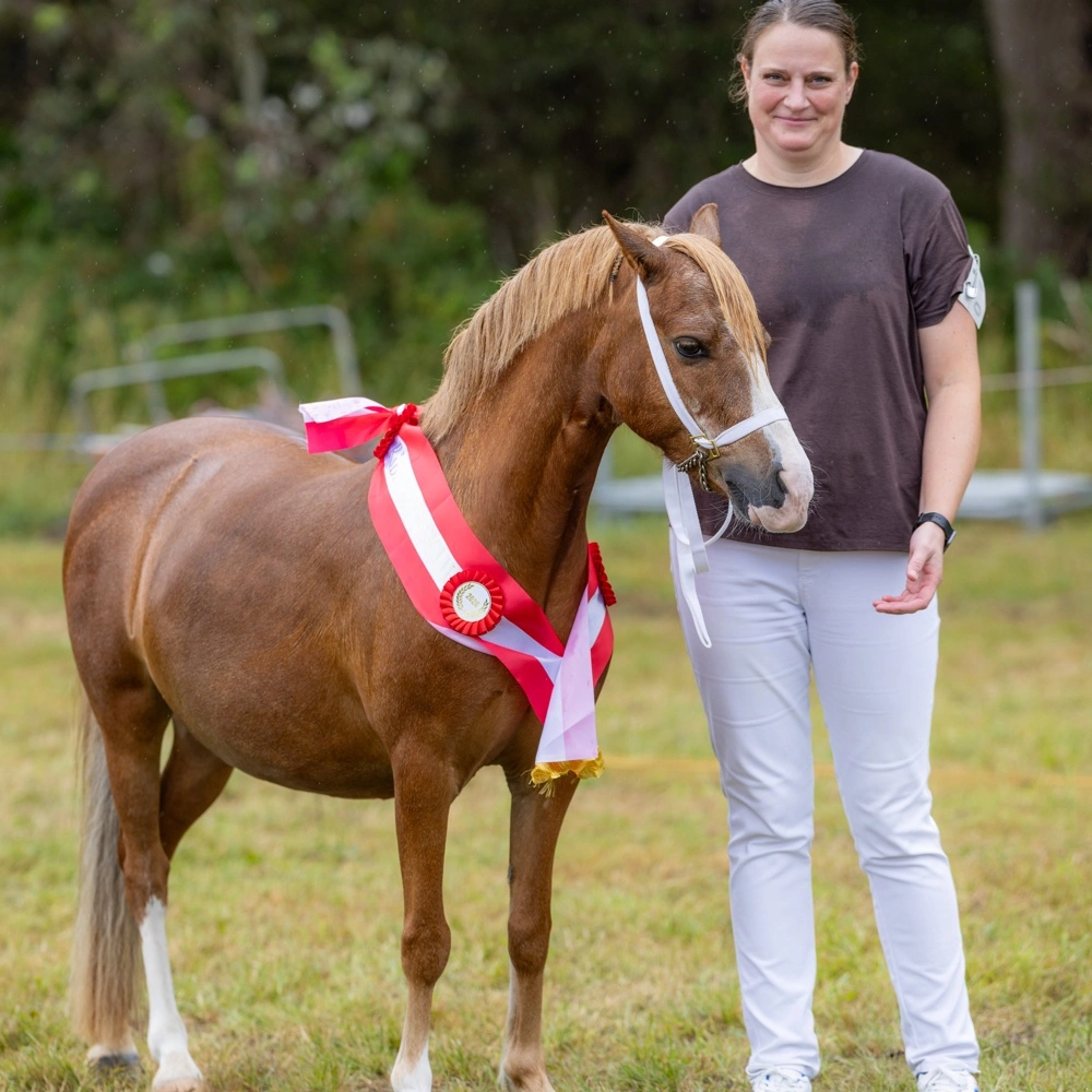 Blandt hopperne udpegede dommerne denne Welsh Cob-hoppe fra Signe Horndrup, Brenderup Fyn, til titlen som skuets bedste. Foto: Henrik Nyvang Kristensen