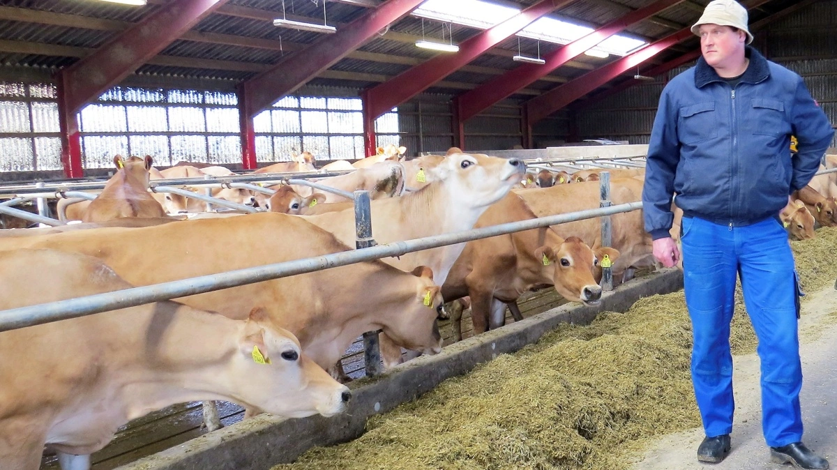 Femøs eneste mælkeproducent, Flemming Jensen, fortæller til Folketidende, at aflyste færger er et stort problem for ham, da han er afhængig af servicering af sine malkemaskiner, og samtidig skal have lovpligtige besøg fra fastlandet. Arkivfoto