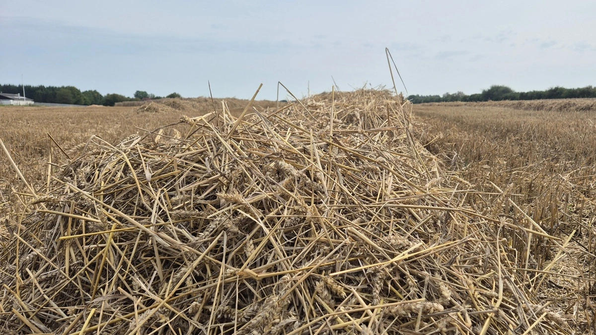 Halmselskabet Easy-Agri Care skal have ny adm. direktør pr. 1. september 2026. Arkivfoto: Tenna Bang
