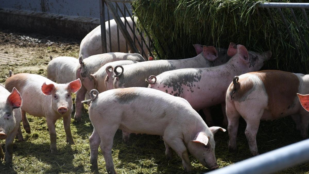 24 procent af forbrugerne i landdistrikter og byer med under 1.000 indbyggere svarer, at de ofte eller altid køber økologi. I hovedstaden er andelen 46 procent. Arkivfoto: Camilla Bønløkke