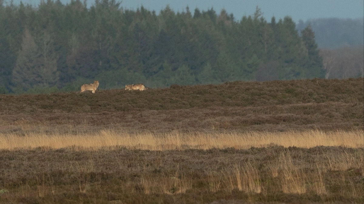 Mange af de billeder, der findes af ulve, er taget på afstand. Men nu kan AI og droneteknologi give bedre viden om ulve og andre rovdyrs adfærd. Arkivfoto: Naturhistorisk Museum Aarhus
