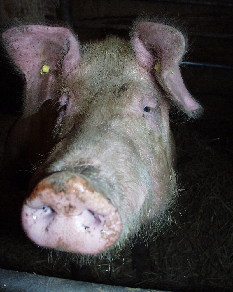 Den danske landrace anno 1970 gav bacon til England, men var en sart gris at arbejde med i produktionen, og efter krydsningerne med yorkshire og duroc tog fart op igennem 1970'erne, endte den oprindelige hvide landrace allerede i 1980 som en truet version af racen. Nu vil forskere grundet den kulturhistoriske værdi redde den oprindelige race ved hjælp af gammel, nedfrossen sæd. Arkivfoto   