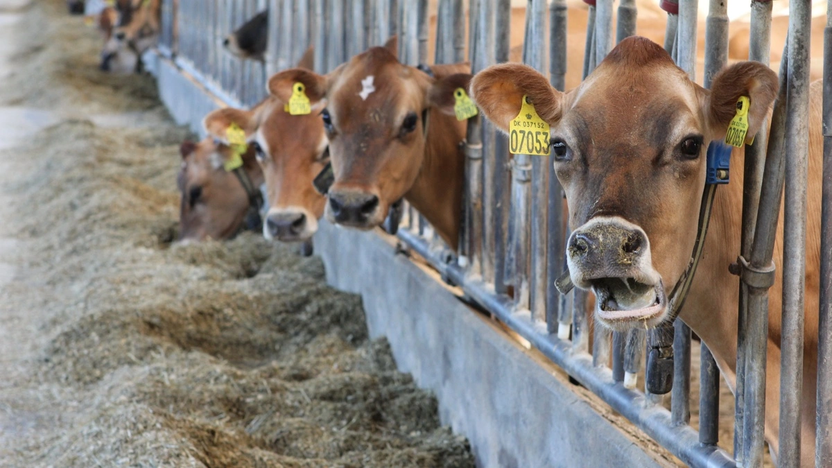 Fra 2027 lægger et nyt høringsforslag op til, at mælkeproducenter kun kan få tilskud, hvis de anvender Bovaer hele året. Arkivfoto (Billedet stammer ikke fra Jørgen Schmidts besætning)