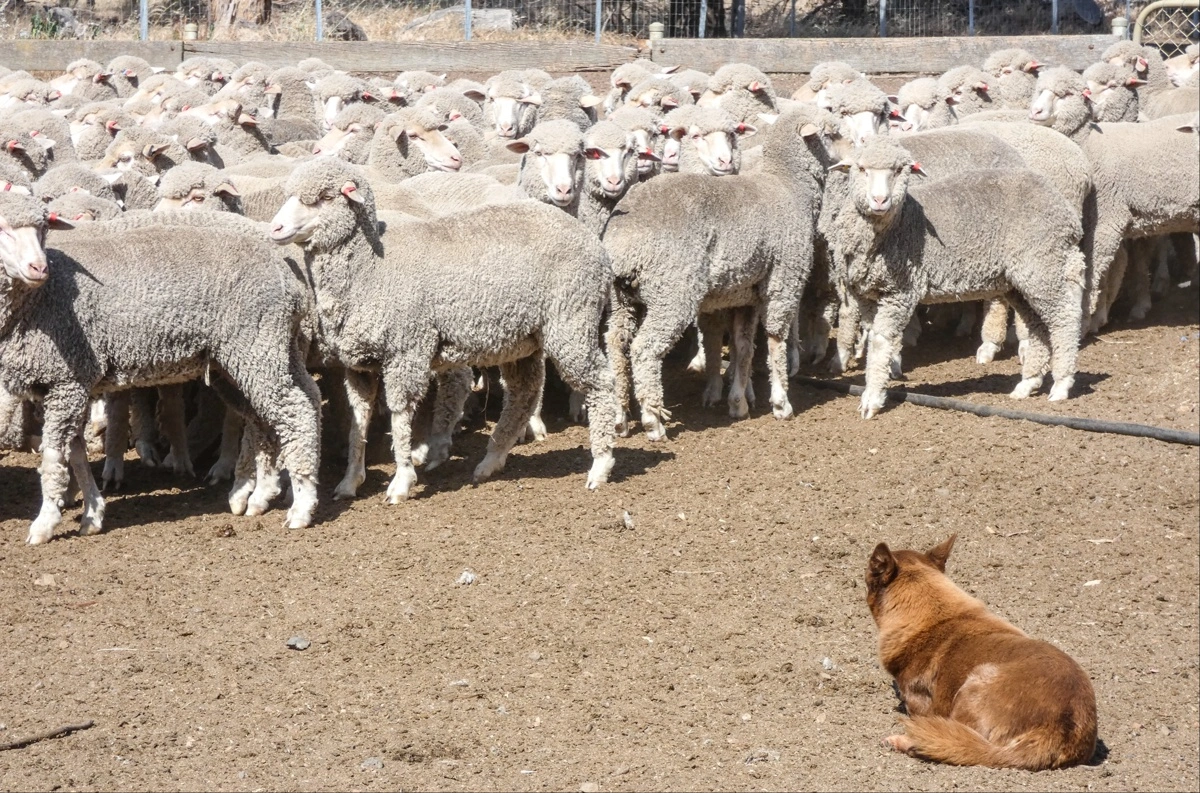 Uden en eller flere veltrænede hunde er det umuligt at styre en fåreflok til det sted, hvor man vil have den til at være.