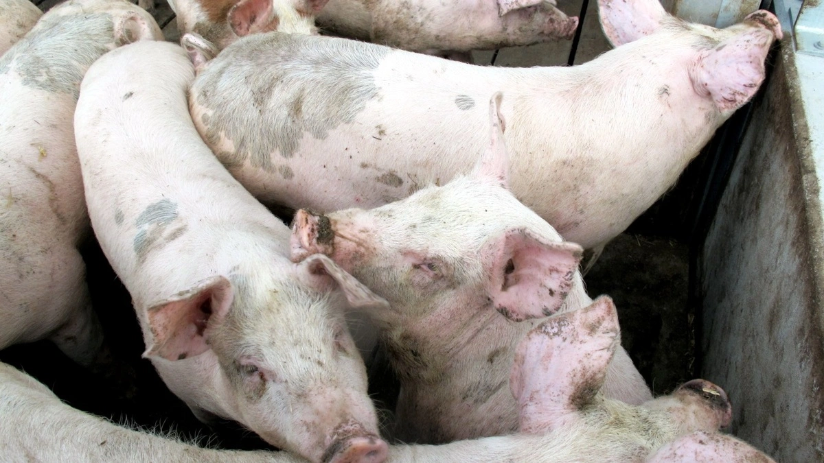 Det strukturelle overudbud vil sandsynligvis præge det europæiske marked i flere måneder frem, skriver Danish Crown i en  markedskommentar. Arkivfoto: Camilla Bønløkke