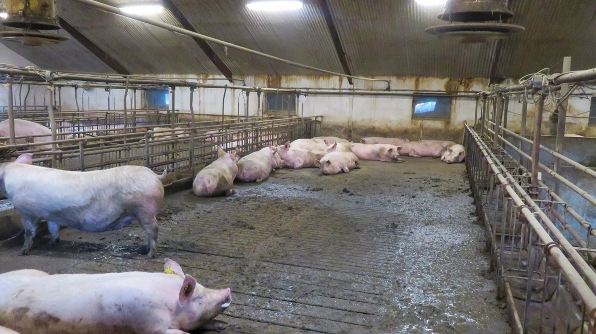 Griseproduktionen på Bode Vestergård omfatter omkring 750 søer. Søren Bjarne Kjær peger især på den vedvarende kritik af griseproducenter som en væsentlig årsag til, at han nu har sat bedriften til salg.
