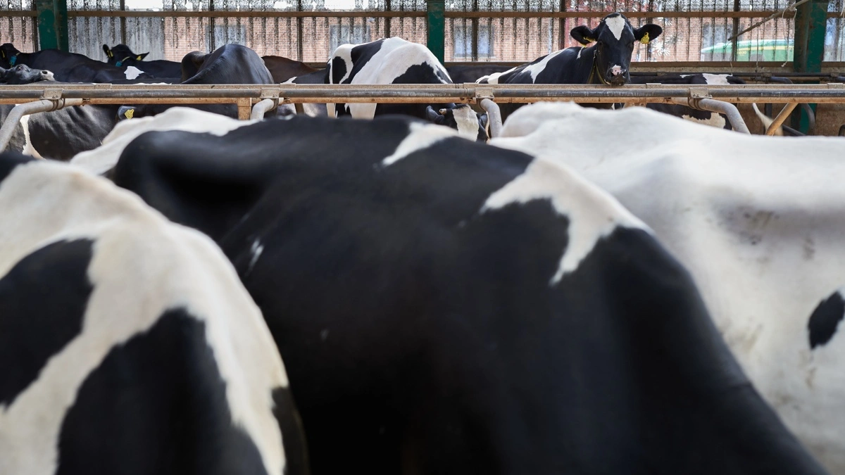 Fugleinfluenzaen H5N1 har siden 2024 spredt sig blandt malkekøer i USA. Forsøg i Tyskland har samtidig vist, at virusgenotyper, der findes i Europa, kan smitte malkekøer. Foto: Colourbox