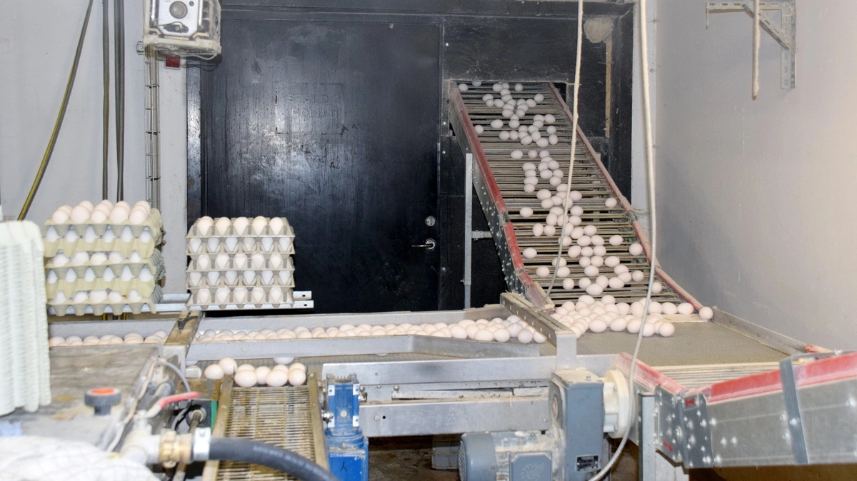 Priserne på skrabeæg er faldet markant siden toppen i marts, mens økologiske æg stort set har holdt niveauet. Ifølge Agrocuras analyse rammer blandt andet øget import og voksende europæisk produktion især markedet for standardæg. Arkivfoto
