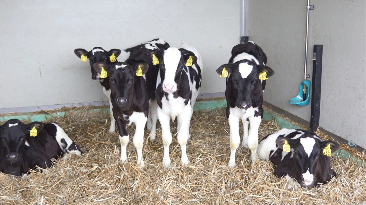 De amerikanske mælkeproducenter er blevet introduceret til den seneste avlsværdivurdering med to nye egenskaber for kalvesundhed. Avlsværditallene skal forudsige den genetiske modstandsdygtighed over for henholdsvis diarré og luftvejsproblemer. Arkivfotos: Tenna Bang
