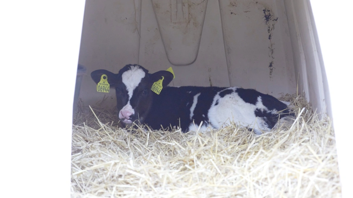 Bag de nye avlsværdivurderinger ligger forskning udført af forskere fra blandt andet CDCB og USDA's Animal Genomics and Improvement Laboratory.