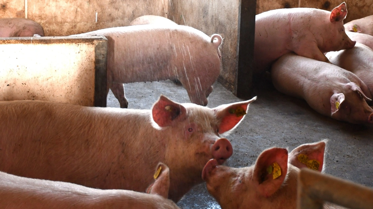 Alderen ved første løbning er et af de områder, som producenterne selv kan påvirke. Seges Innovation anbefaler fortsat en løbealder på 210-230 dage. Arkivfoto: Camilla Bønløkke