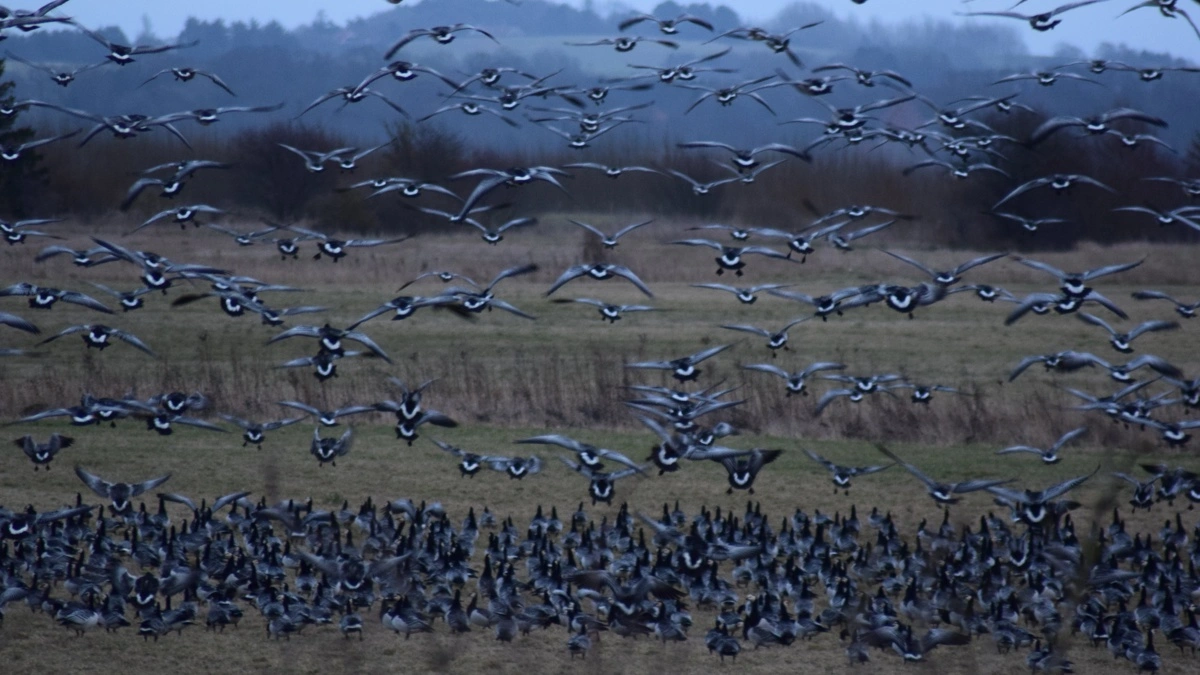 Flokke af bramgæs kan efterlade vintersæden meget medtaget, når de trækker videre. Arkivfoto: Jørn Chr. Jervelund