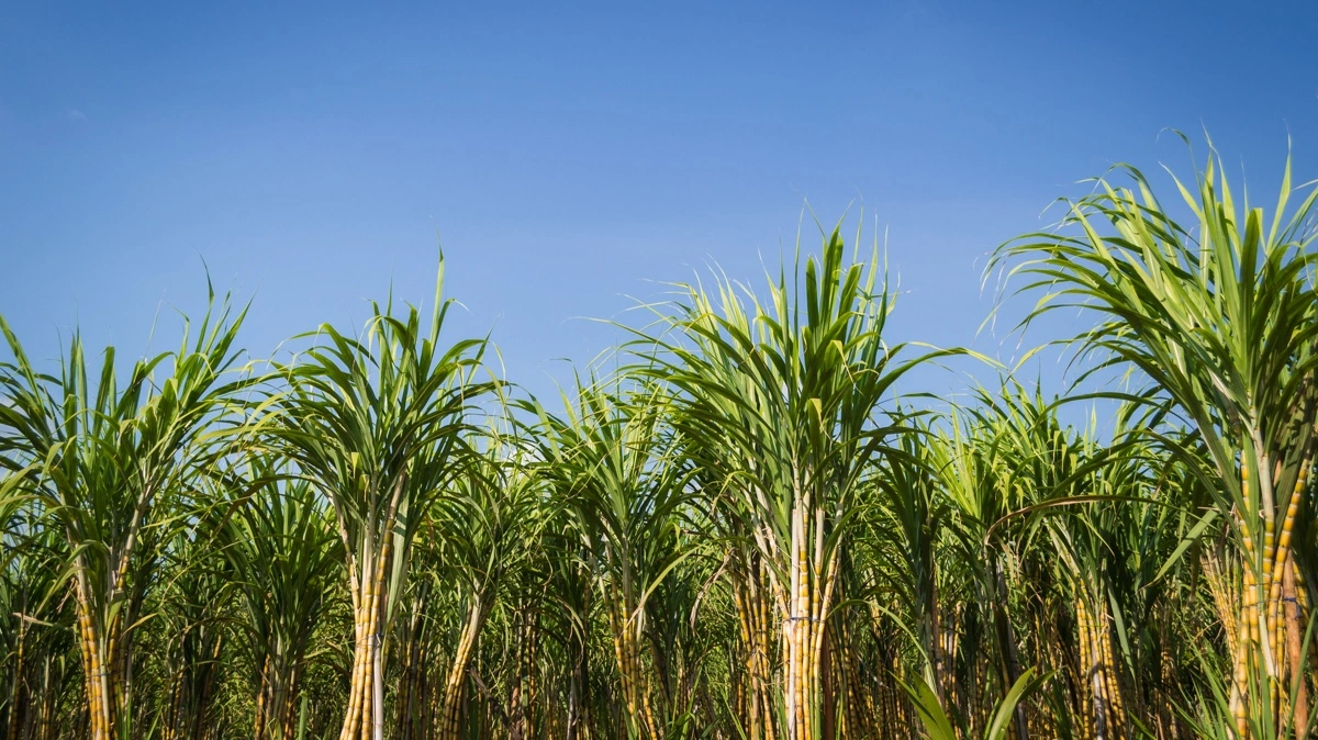 Indien overvejer at begrænse brugen af sukkerrør til ethanol, efter at mindre nedbør i Maharashtra og Karnataka har skabt bekymring for næste års sukkerproduktion. Foto: Colourbox.