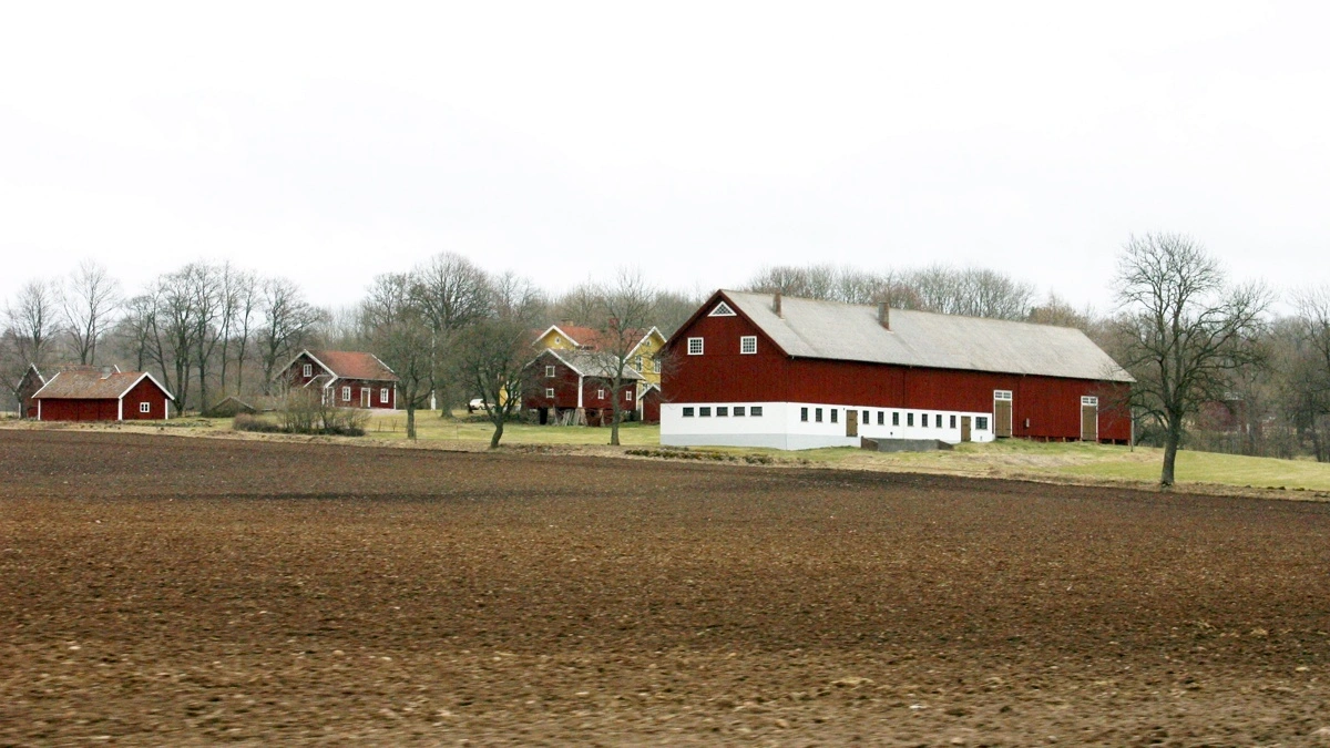 Svensk landmandspar omdanner skov til agerland for at kunne dyrke mere foder til flere køer. Gården på billedet er dog en anden. Arkivfoto