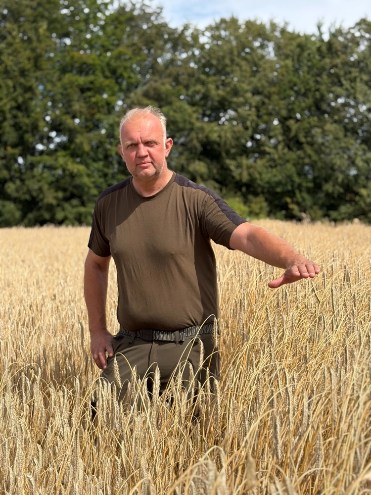 Mogens Feldthusen viser her, kort før mejetærskeren kørte i marken, forskellen mellem den høje og den korte rug. Den korte rug bliver omkring 85-90 cm høj, hvilket er omtrent halvdelen af højden på den almindelige rug. Foto: Henriette Lemvig
