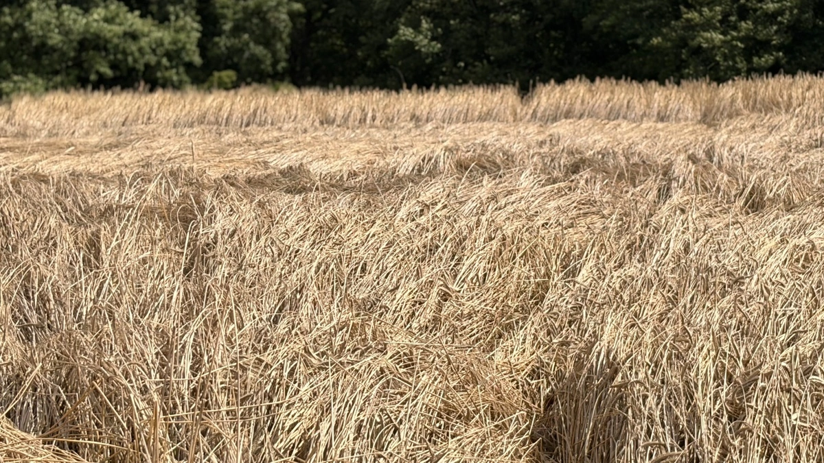 Den lange rug er flere steder gået i leje. Det sker ikke for den korte rug. Foto: Henriette Lemvig