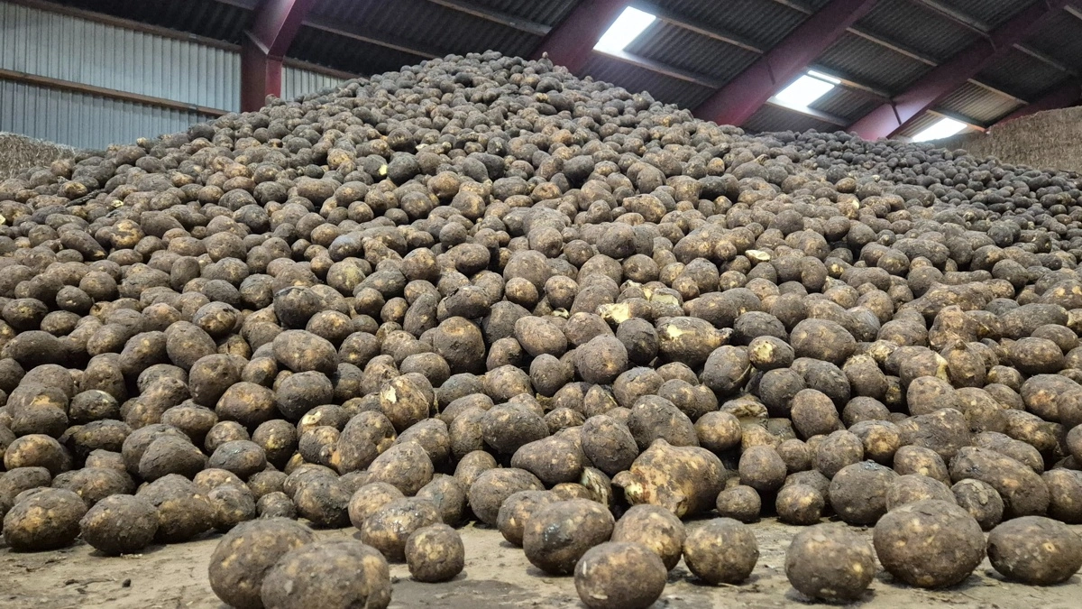 Kartoffelmarkedet kan være på vej mod en strammere balance efter sidste sæsons store overproduktion. Et mindre areal og varmt, tørt vejr har skabt usikkerhed om årets udbytter og sendt priserne op i Nordvesteuropa. Arkivfoto: Tenna Bang