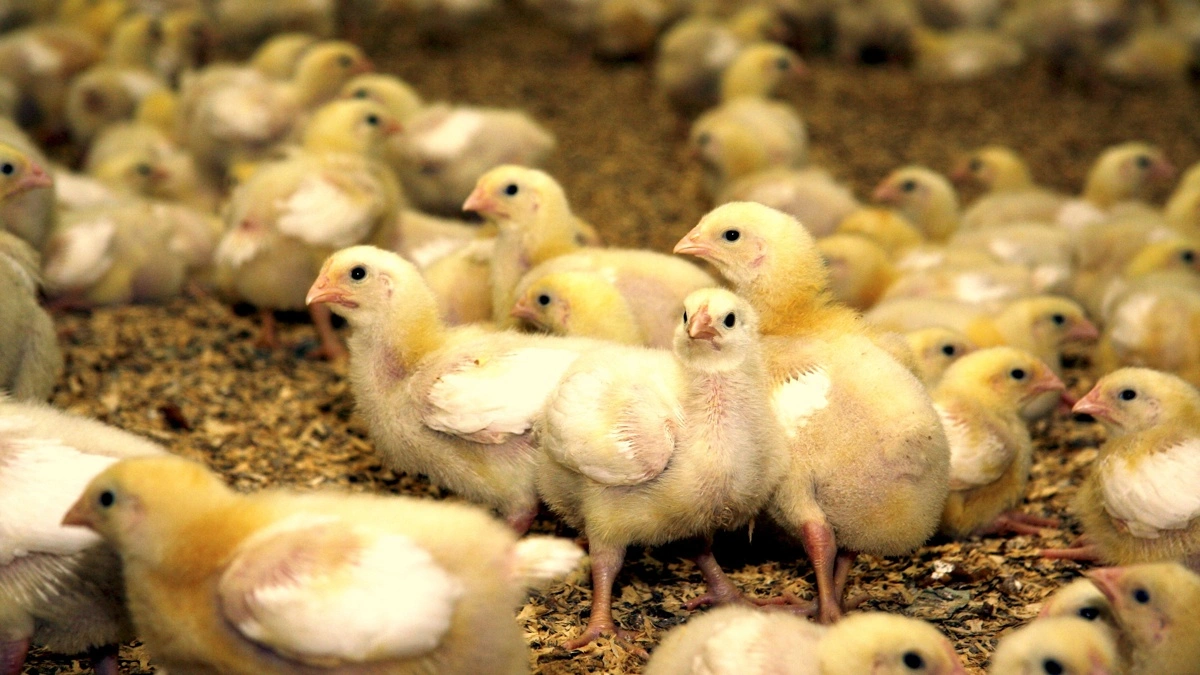 Schotman Hatchery i Haderslev har løftet sin bundlinje markant i seneste regnskabsår. Arkivfoto