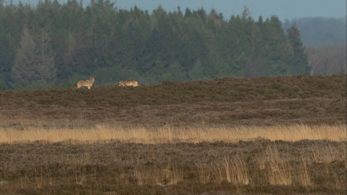 Det er fortsat uafklaret, hvor mange ulve der præcist findes i Danmark. Det vil Venstre have afklaret, og derfor kalder de nu Christian Rabjerg Madsen i samråd. Arkivfoto: Naturhistorisk Museum Aarhus