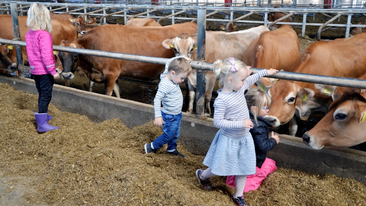 Arla har sat et gårdbesøg på højkant for børnene i institutioner, der er gode til at levere mælkekasser retur. Arkivfoto: Camilla Bønløkke 