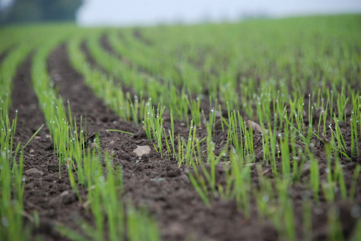 Agronom Jens Bach Andersen oplyser, at forsøg viser, at etableringstidspunktet fortsat betyder mere end rutinemæssig startgødning i vinterhveden. 