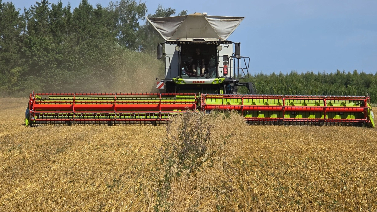 DLMs seks nye Claas Lexion 8800 har hver et 46 fods Flexskærebord. Fotos: Jørgen P. Jensen