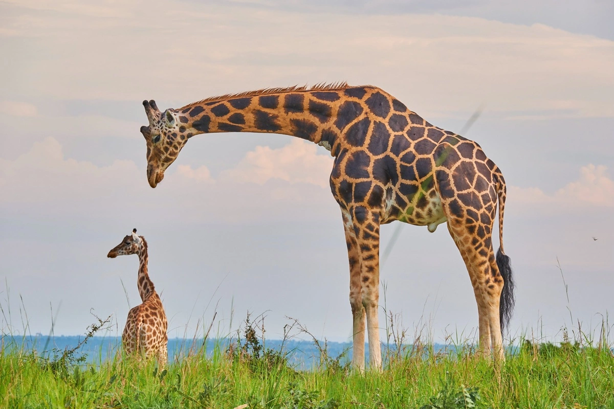 Giraffer er et på mange måder magiske dyr, der er garanti for at få at se på safari i Uganda.