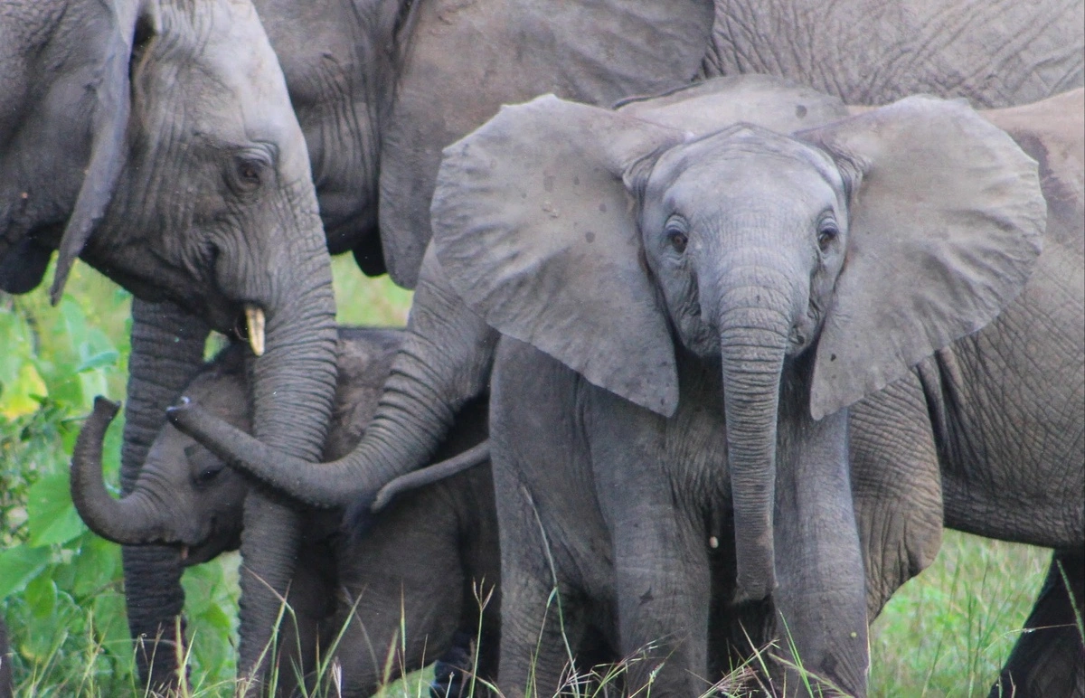 Elefanterne er nogle kæmper, som man kommer relativ tæt på i Murchison National Park.