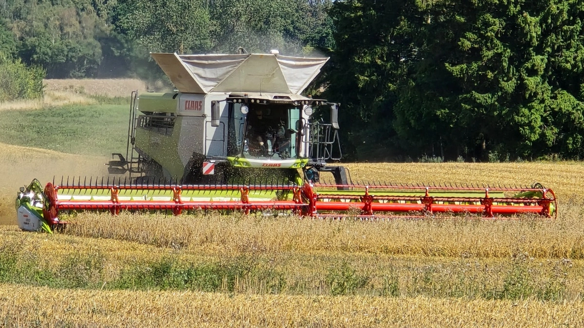 De seks nye Claas Lexion 8800, som DLM anskaffede i starten af juli, har kørt upåklageligt i nu godt en måned. Fotos: Jørgen P. Jensen