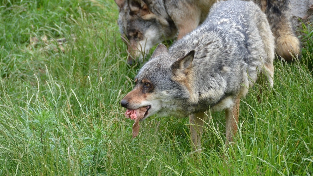 Der er nu én ulv færre i Danmark, efter at Naturstyrelsen torsdag aflivede den problemulv, der har huseret ved Nørre Nebel. Billedet her er et arkivfoto og har ikke noget med den konkrete sag at gøre. Arkivfoto: Sagro