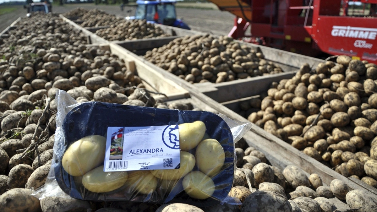 Storøhage Kartofler bruger klimaregnskabet i samarbejde med Lidl Danmark til at spare plast, penge og CO2 – og gøre klima til en naturlig del af driften. Arkivfoto