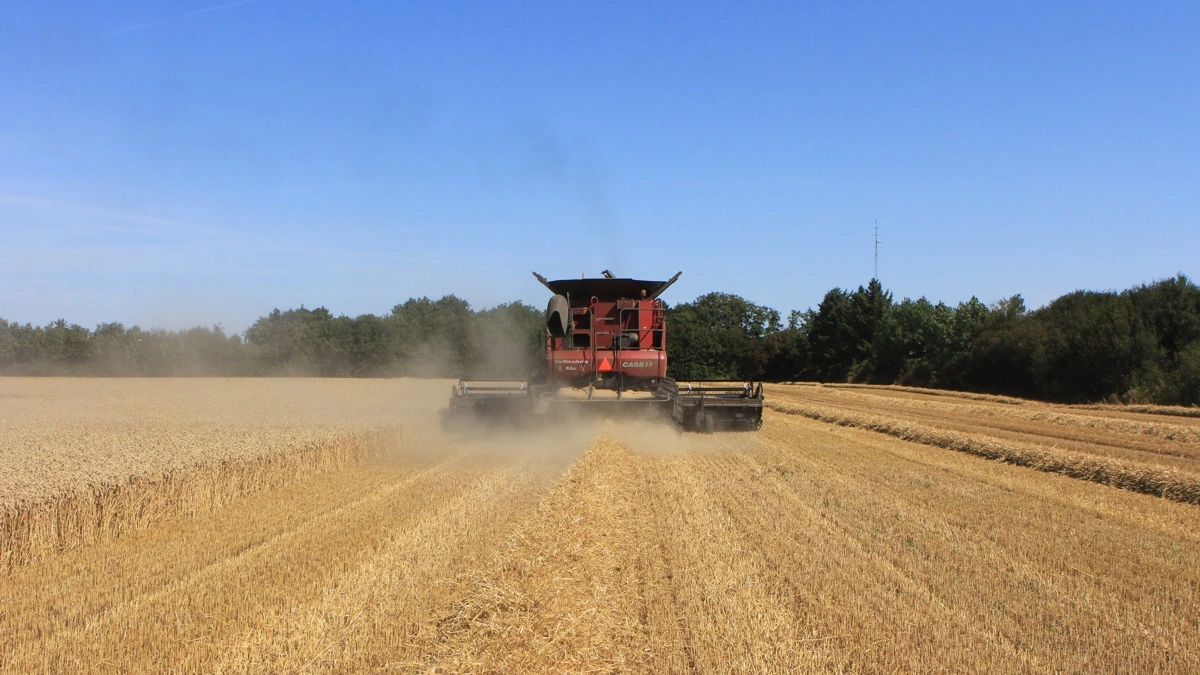 Dortheasmindes Case IH Axial Flow 7088 tygger sig fredag eftermiddag gennem de sidste hektar vinterhvede. Fotos: Kasper Stougård