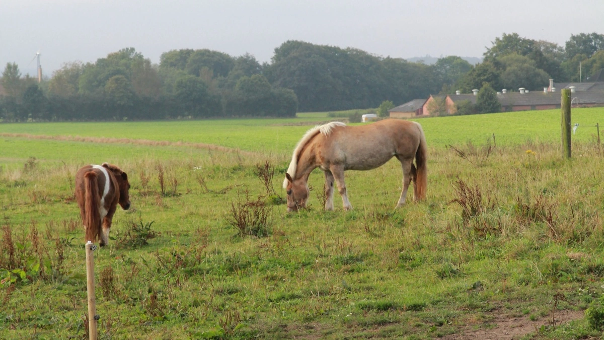 Heste er også omfattet af miljøregler, så tjek gerne med kommunen, hvis du eksempelvis får flere heste på ejendommen, bygger nyt, sætter læskur op eller laver mødding. Foto: Henriette Lemvig
