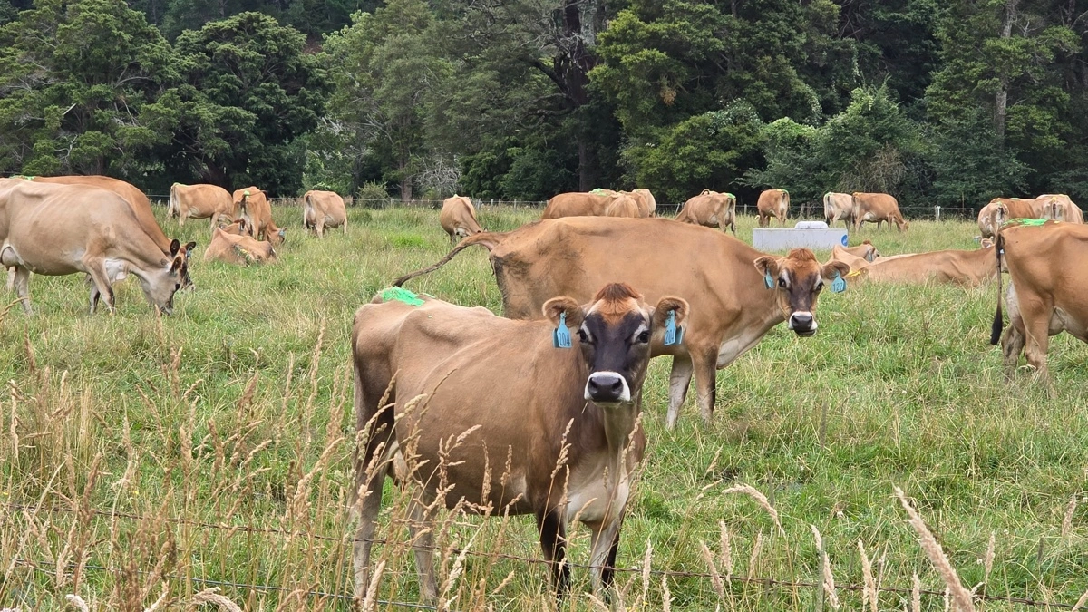 I New Zealand laves såkaldte Kiwi-krydsninger af flere kvægracer - især jersey og Holstein.