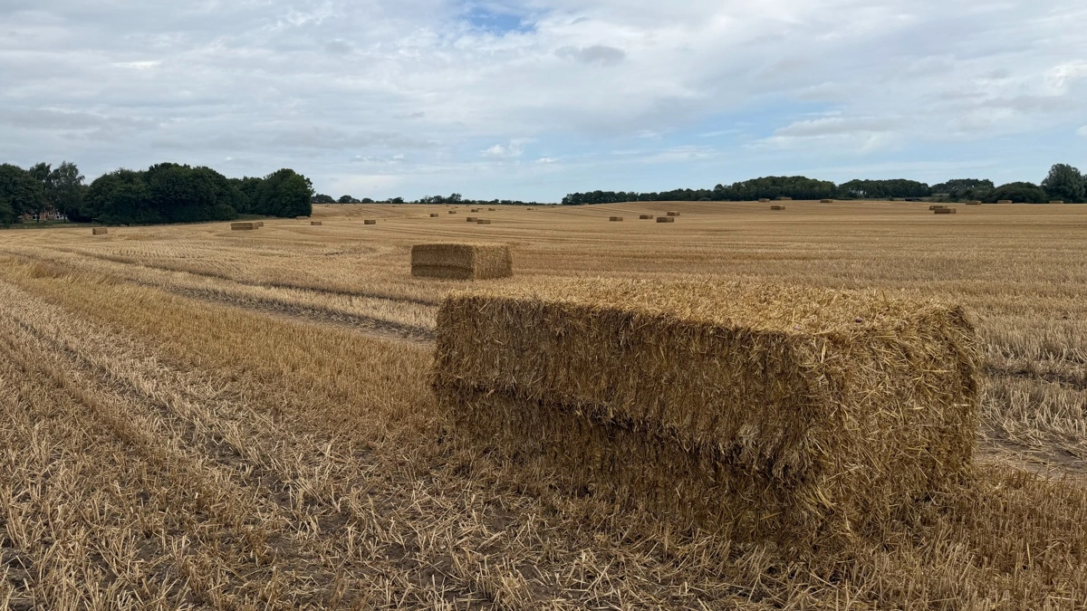 Hos Danish Agro vurderer man, at der mangler cirka 10 procent af korn- og rapshøsten i både Sydvestjylland og Vendsyssel, mens der stort set er høstet op i resten af landet. 