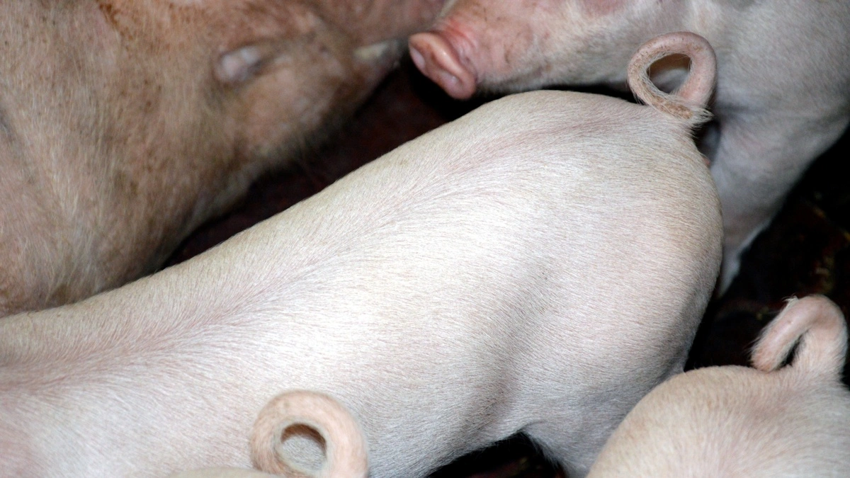 Trods interessen kan der foreløbig kun gives tilsagn til produktion af 2 millioner grise med hele haler. Arkivfoto: Camilla Bønløkke