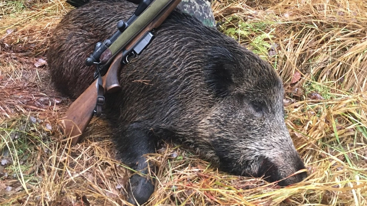 Omkring 400 jægere deltager frivilligt i opsporingen af vildsvin nær den Finske grænse til Rusland. Privatfoto