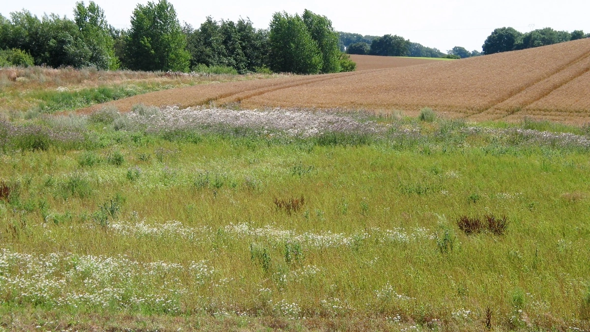 I det moderate scenarie beregnes et behov for at tage 452.814 hektar ud af produktion. Uden andre virkemidler end brak stiger tallet til 883.995 hektar. Arkivfoto