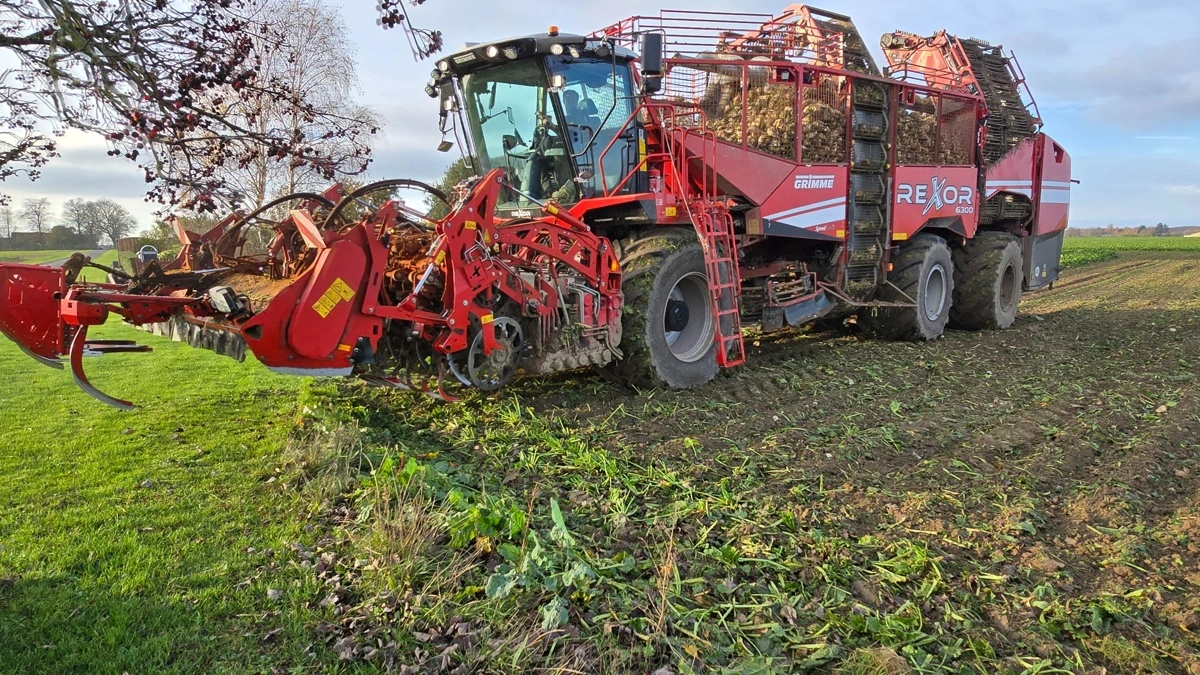 Den kommende sukkerroekampagne forventes at starte den 21. september med optagning af økologiske roer. Arkivfoto: Jørgen P. Jensen