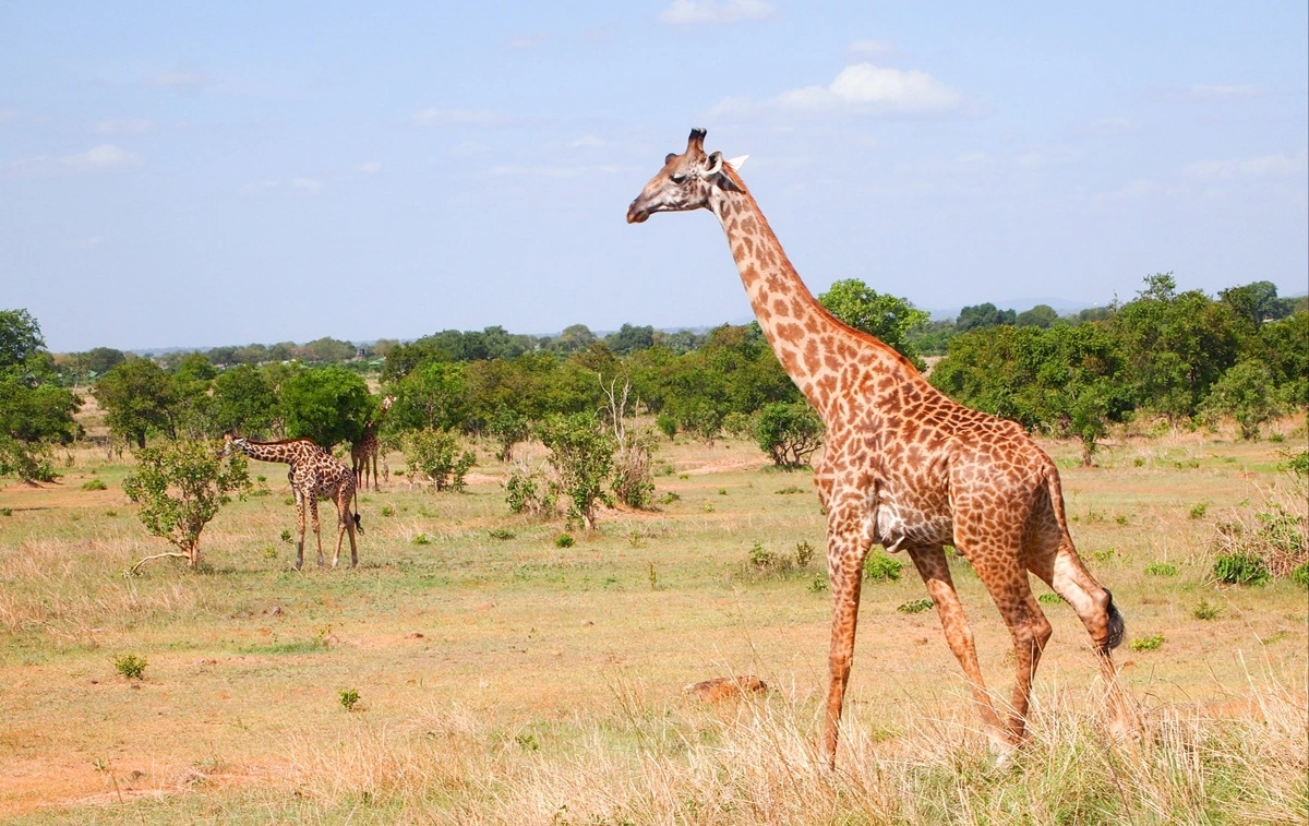Giraffer ses nu alligevel bedst, hvor de hører hjemme, nemlig på en savanne som her i Tanzania.
