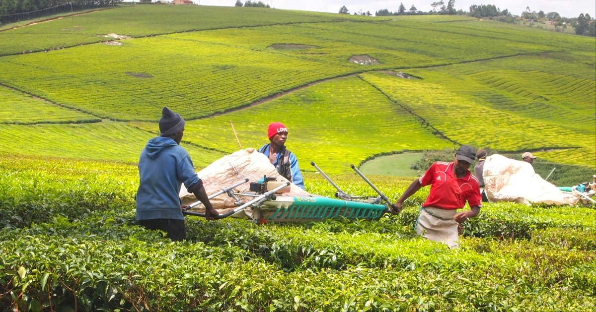 Te er bare en af mange afgrøder, som stortrives i Tanzania, hvor deltagerne i turen besøger flere forskellige slags landbrug.