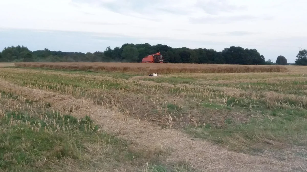 Rapsen hos Fionia Agro blev høstet 5. august. Udbytterne svingede fra 42,0 hektokilo til 43,4 hektokilo. Bedst var den raps, der var pudset ned i 25 centimeters højde.