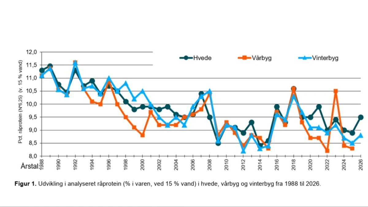 De foreløbige analyser af høsten 2026 viser et højere indhold af råprotein i både hvede og vinterbyg end i 2025. Figuren viser samtidig, at proteinindholdet varierer betydeligt fra høstår til høstår. Kilde: Seges Innovation.