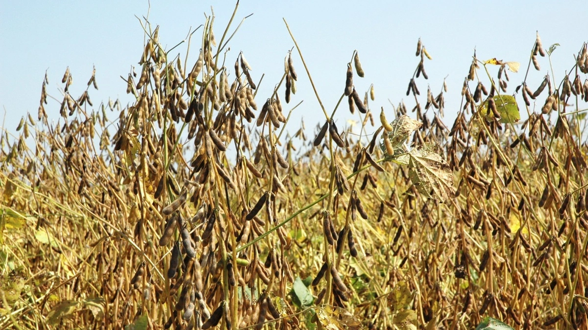 Over 100 scouts på Pro Farmer Crop Touren vurderer højere udbytter af soja end det amrerikanske landbrugsministeriums  (USDA) seneste vurdering. Arkivfoto
