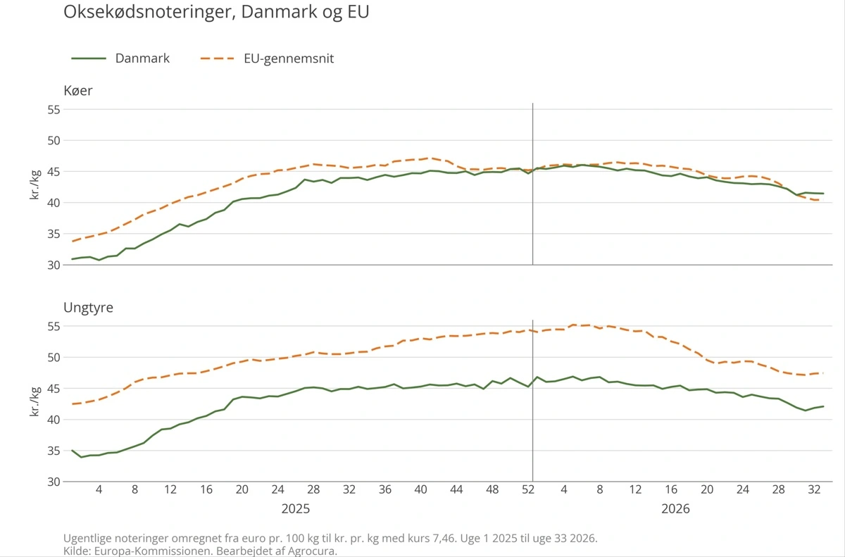 Figur 1: Oksekødsnoteringer, Danmark og EU. Ugentlige afregningspriser på køer og ungtyre i Danmark og i EU, uge 1 2025 til uge 33 2026. Kilde: Europa-Kommissionen