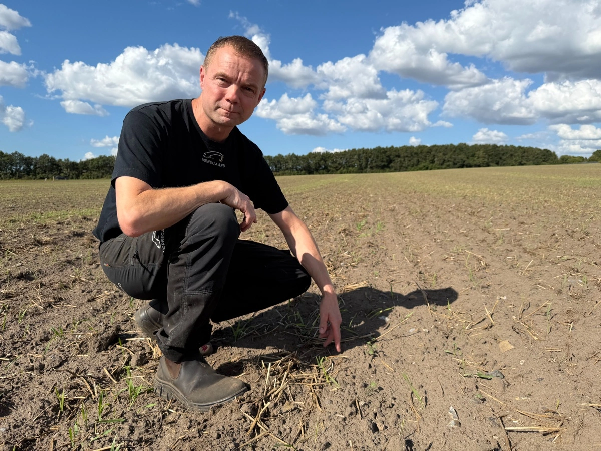 Der er i alt 430 hektar i markplanen på Nørregaard. Til høståret 2027 er der etableret 43 hektar vinterraps. Spørgsmålet for Ole Mathiasen lige nu er, hvad den efterfølgende afgrøde kan være. 