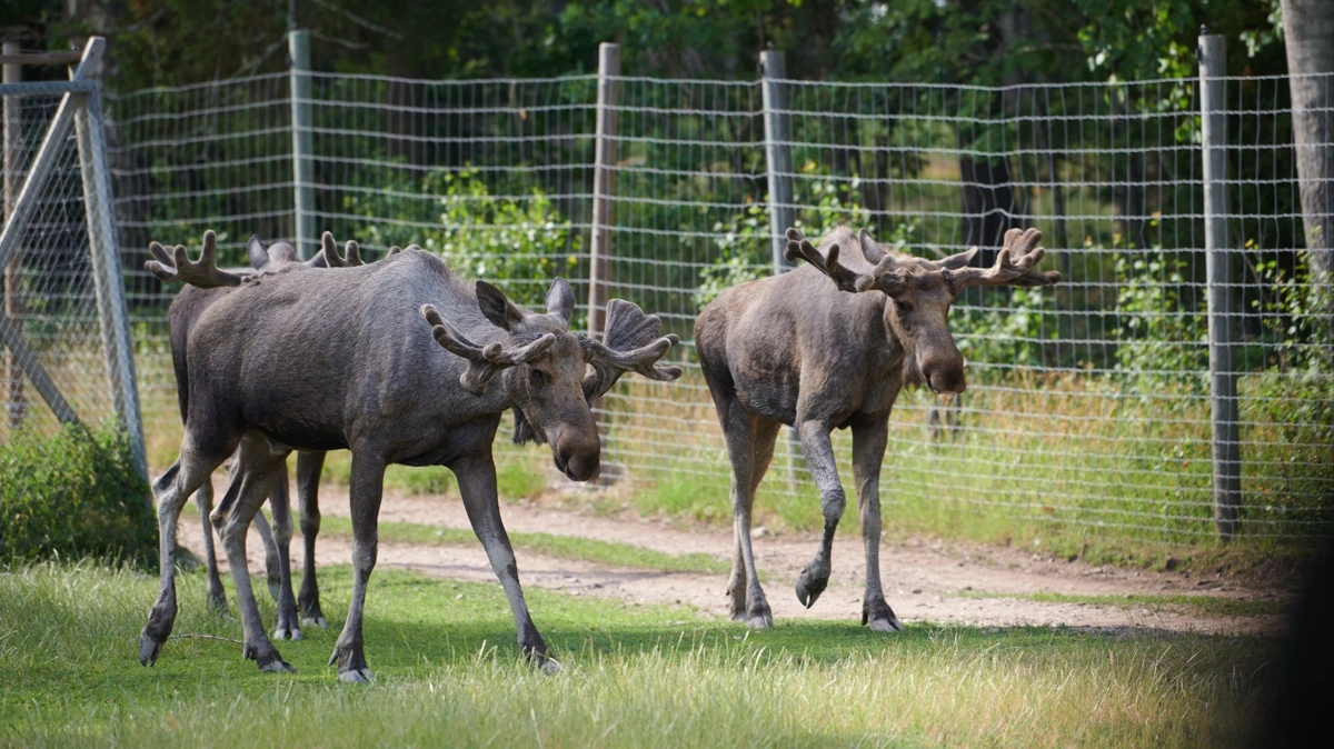 Elge lever helst alene, men der kommer til at gå flere sammen i naturnationalpark Gribskov. Foto: Colourbox.dk