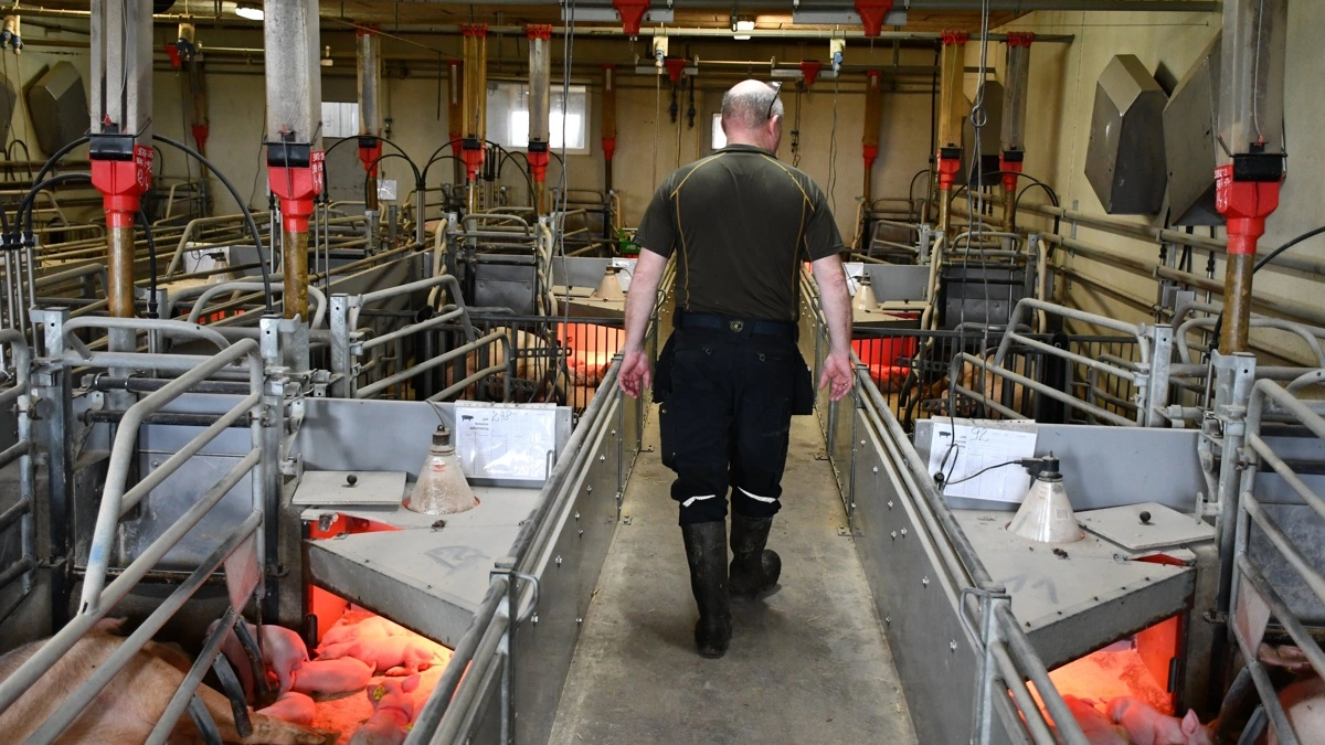 For Mikael Rabjerg handler deltagelsen i landbrugets stormøde om at vise sammenhold. - Bliver man hjemme, så er man jo stiltiende. Så siger man på en måde ja til det, siger han.