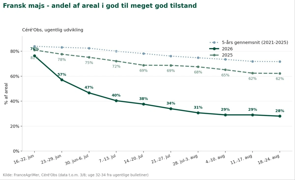 Arealet af den franske majs i god til meget god tilstand er faldet markant hen over sommeren.